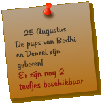 25 Augustus De pups van Bodhi en Denzel zijn geboren! Er zijn nog 2 teefjes beschikbaar