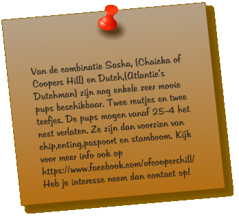 Van de combinatie Sasha, (Chaicka of Coopers Hill) en Dutch,(Atlantic’s Dutchman) zijn nog enkele zeer mooie pups beschikbaar. Twee reutjes en twee teefjes. De pups mogen vanaf 25-4 het nest verlaten. Ze zijn dan voorzien van chip,enting,paspoort en stamboom. Kijk voor meer info ook op  https://www.facebook.com/ofcoopershill/ Heb je interesse neem dan contact op!
