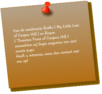 Van de combinatie Bodhi ( My Little Love of Coopes Hill ) en Brynn  ( Thornton Force of Coopers Hill )  verwachten wij begin augustus een nest zwarte pups. Heeft u interesse, neem dan contact met ons op!