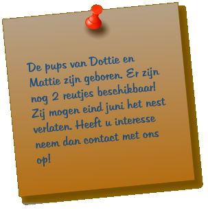 De pups van Dottie en Mattie zijn geboren. Er zijn nog 2 reutjes beschikbaar! Zij mogen eind juni het nest verlaten. Heeft u interesse neem dan contact met ons op!
