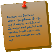 De pups van Dottie en Mattie zijn geboren. Er zijn nog 2 reutjes beschikbaar! Zij mogen eind juni het nest verlaten. Heeft u interesse neem dan contact met ons op!